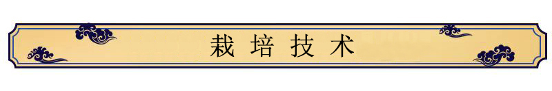 中藥材種植技術(shù)——丁香