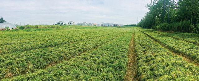 麥冬種植技術(shù)