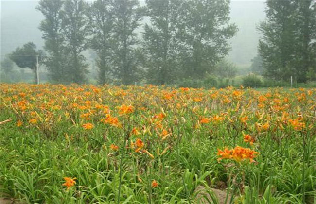 射干種植技術(shù)