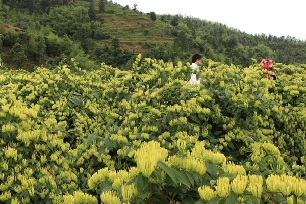 金銀花種植技術(shù)