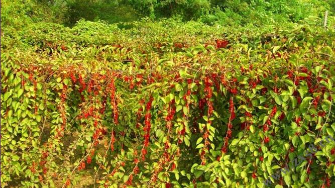 五味子種植技術(shù)