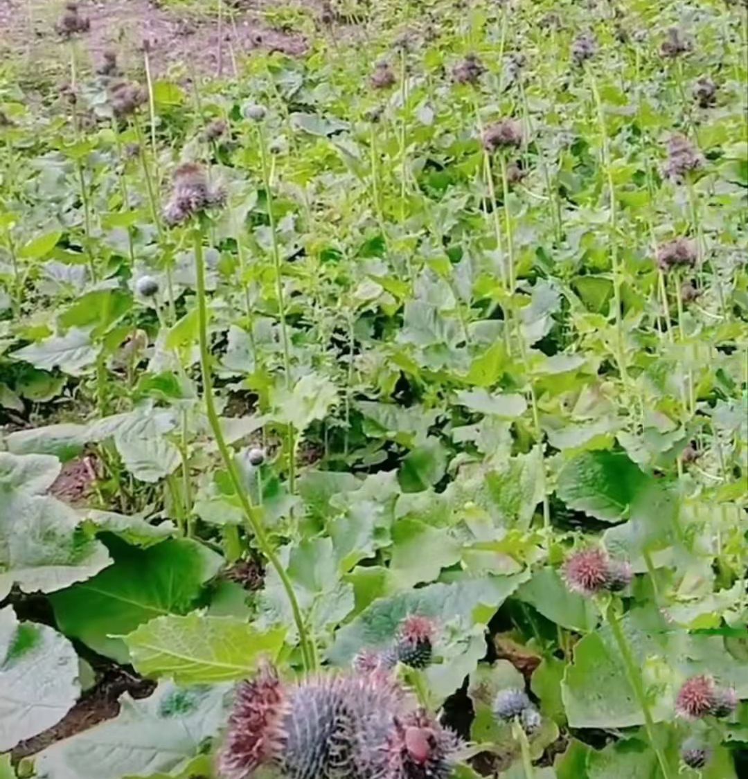 中藥材【養(yǎng)生保健】——木香