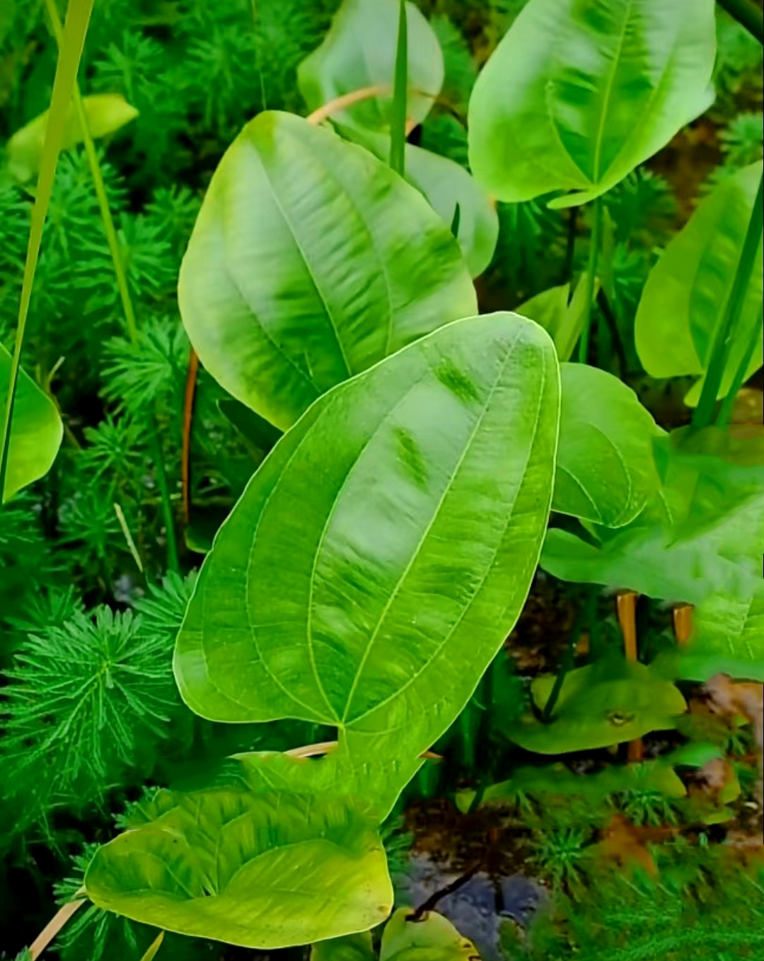 中藥材【藥食同源】——澤瀉